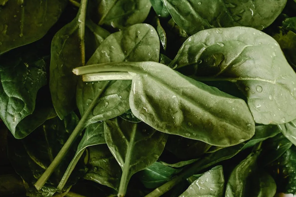 Fresh spinach leaves with water droplets