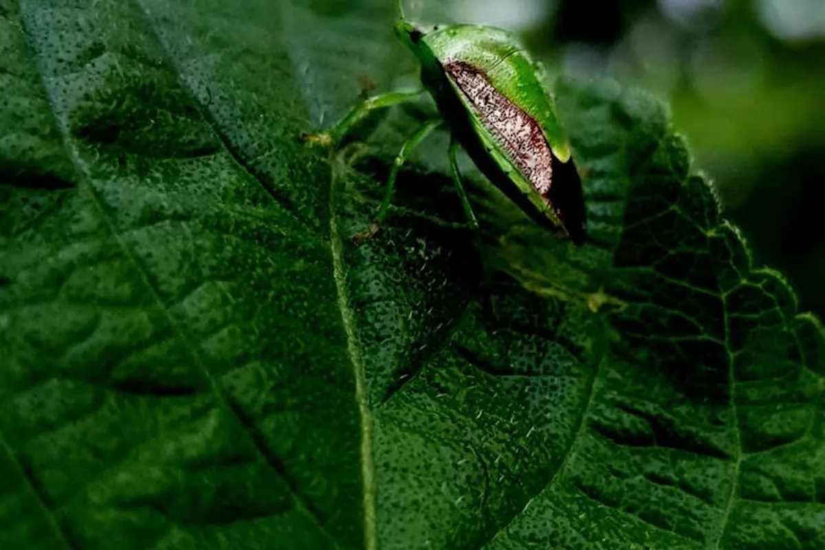 Close-up image of a green stink bug resting on a textured green leaf