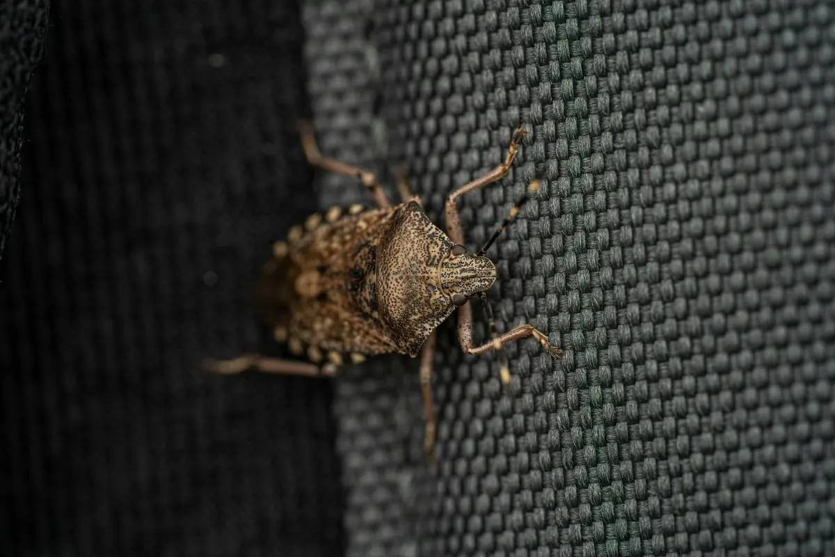 Macro image of a brown stink bug resting on dark fabric, illustrating a common insect to evaluate before feeding bearded dragons.