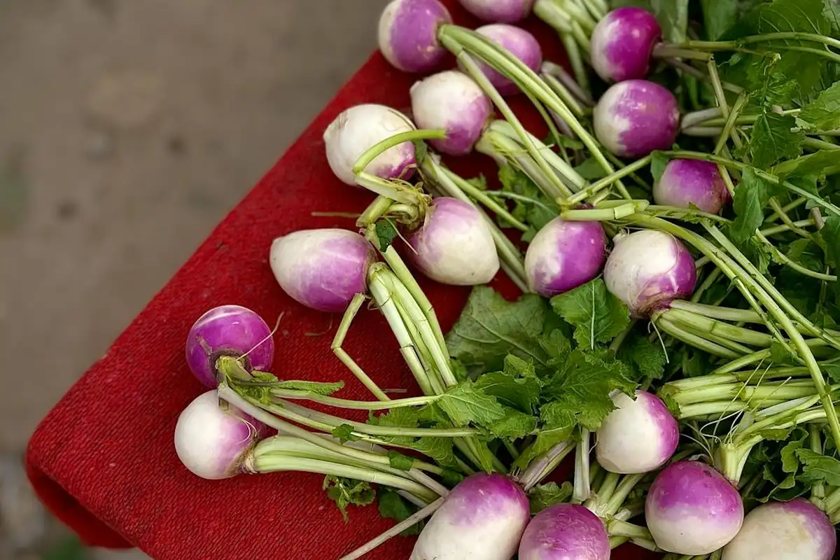 Fresh purple-top turnips with green leaves laid on a red cloth, representing turnip greens to prepare for a bearded dragon.