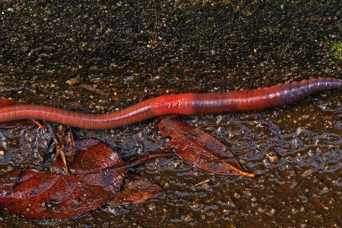 Pink wax worm on a damp, muddy surface with fallen leaves.