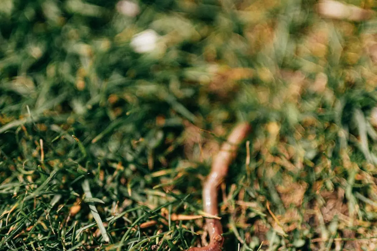 Close-up of a worm on green grass, illustrating worms that should be avoided when feeding bearded dragons.