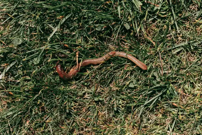 Brown worms on green grass, a common live-food option for bearded dragons.