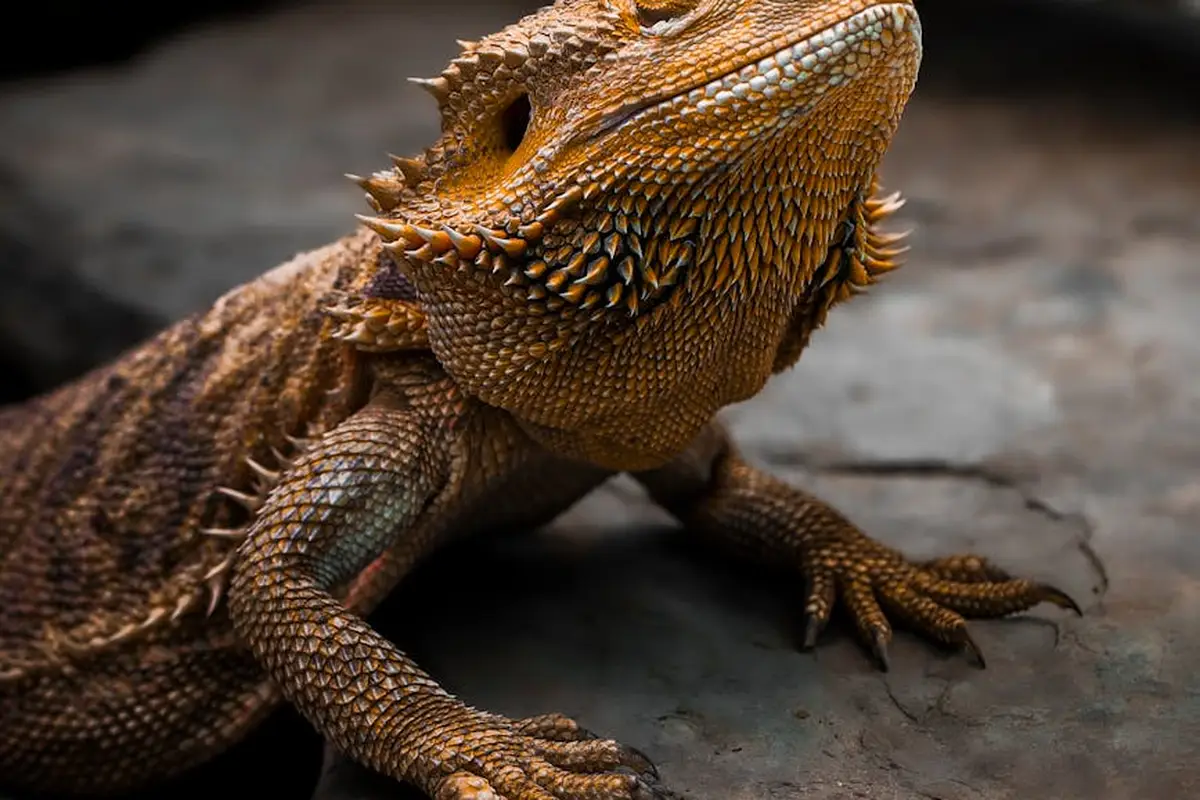 Close-up of a bearded dragon with textured brown scales resting on a rock