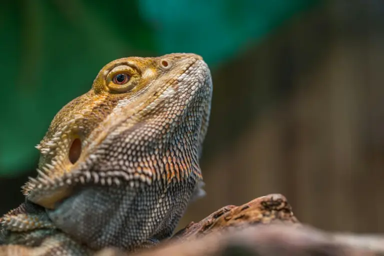 Close-up of a bearded dragon showing textured brown and orange scales with a calm expression
