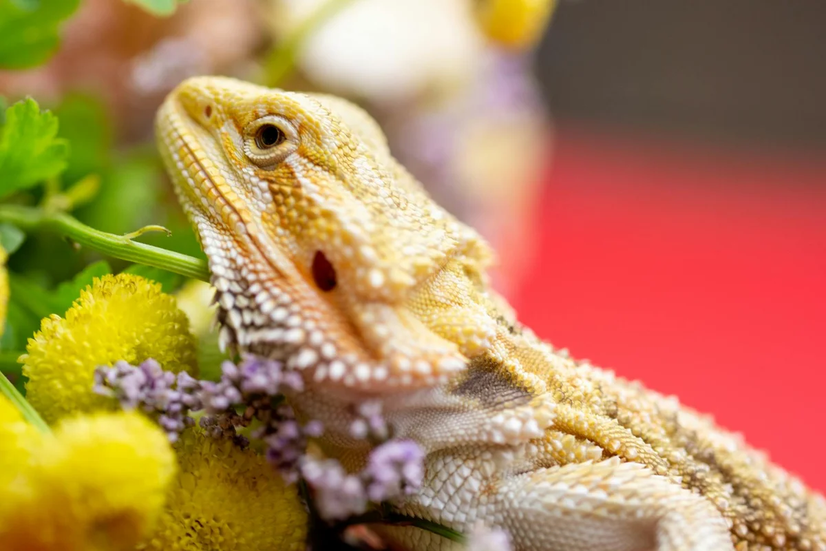 Close-up of a bearded dragon resting among colorful flowers, showcasing textured scales and a calm, alert face.