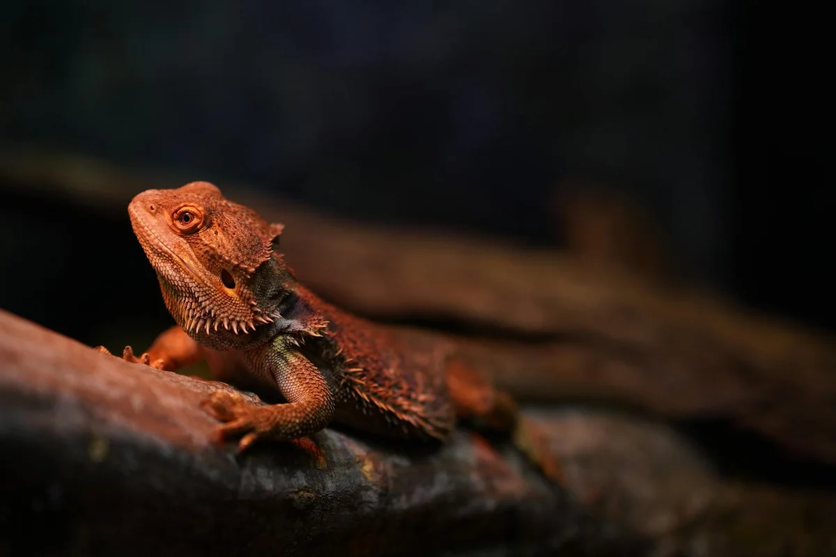 Bearded dragon perched on a rock, bathed in warm light, appearing calm and still.