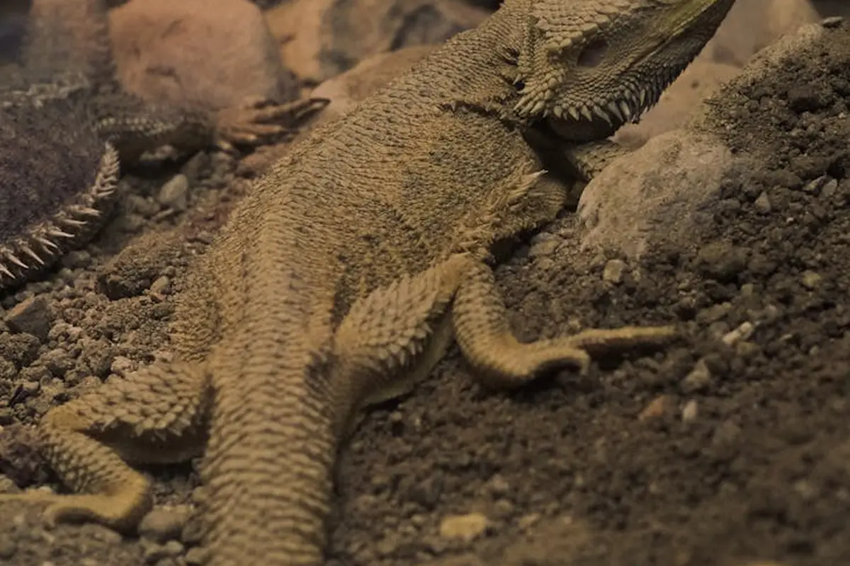 Bearded dragon lying on brown dirt substrate surrounded by small rocks