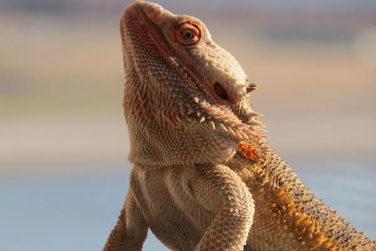 Close-up of a bearded dragon showing detailed scales and eye