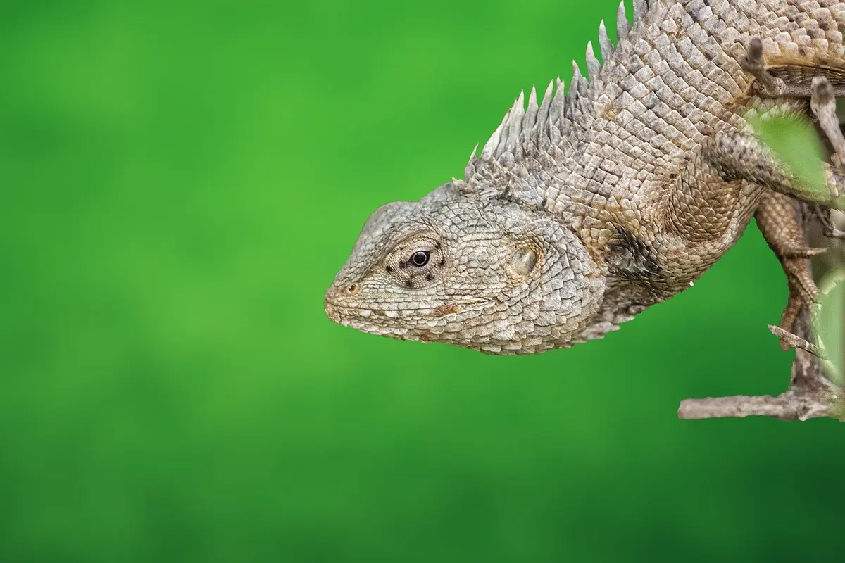 Close-up of a bearded dragon lizard with spiky scales perched on a branch, against a green blurred background