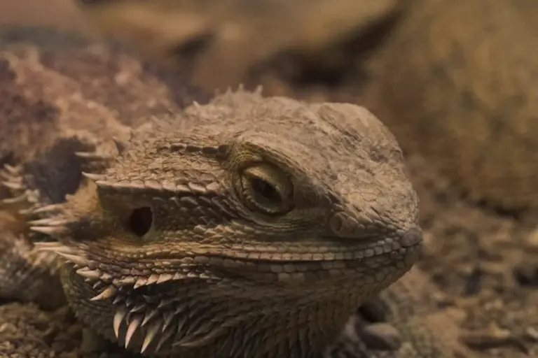 Close-up of a bearded dragon on a sandy surface, showing its textured scales and alert eye.
