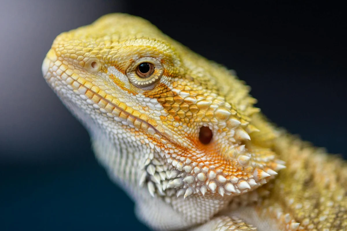 Close-up of a bearded dragon's head showing textured scales and vivid colors.