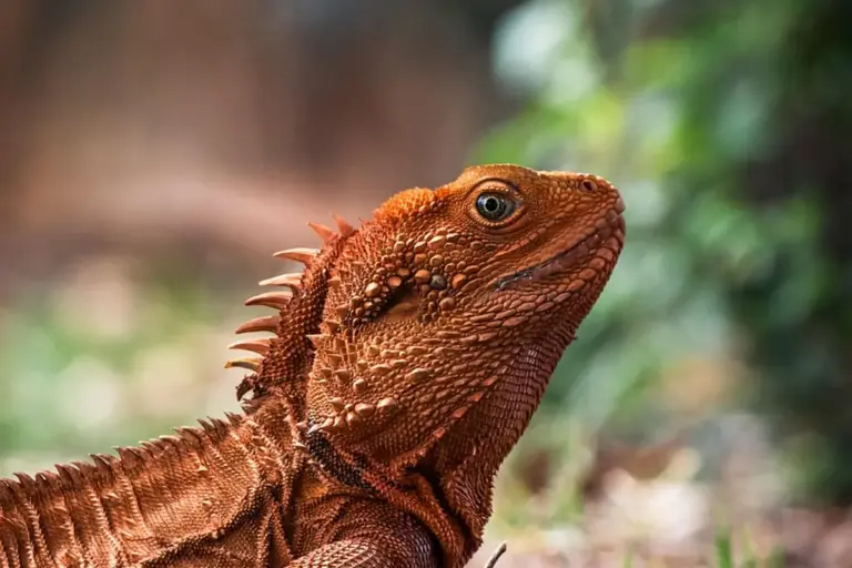 Close-up of a bearded dragon's head with textured scales and spines