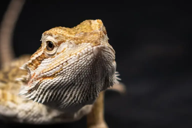Close-up portrait of a bearded dragon showing textured scales and a calm, alert eye against a dark background.