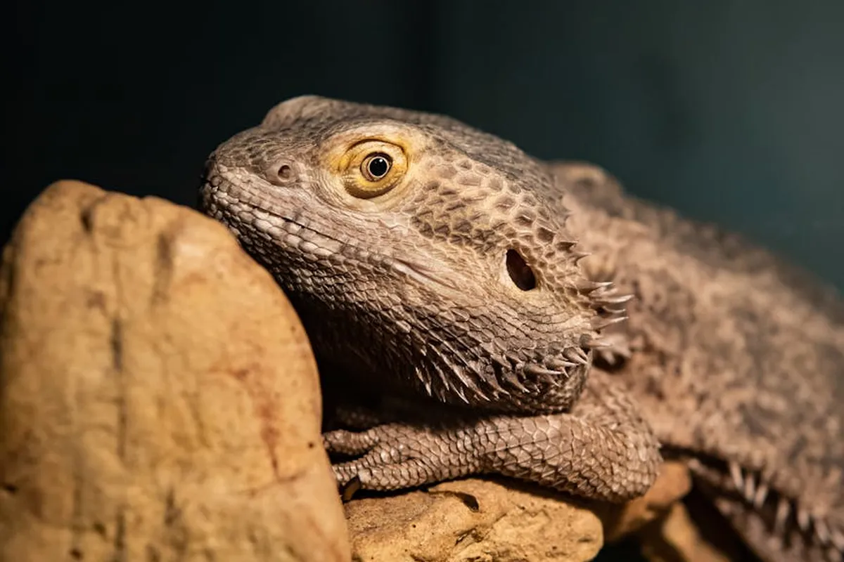 Close-up of a bearded dragon resting on rock decor, displaying textured brown scales and a calm, attentive eye.