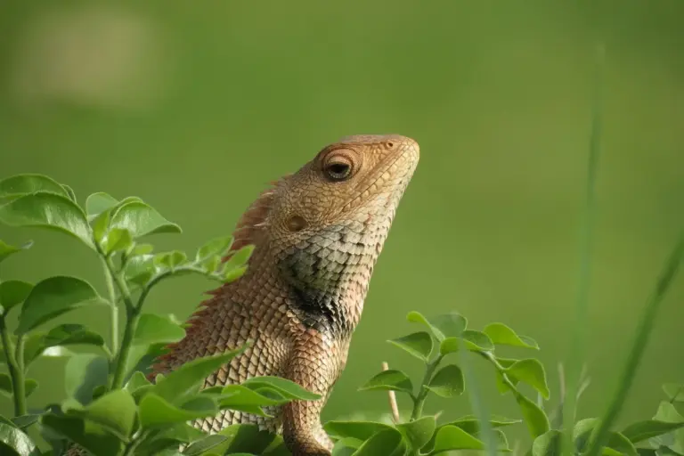 Close-up of a bearded dragon perched among green leafy plants with a soft green background.