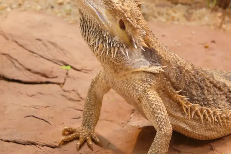 Close-up of a bearded dragon standing on orange desert rocks.