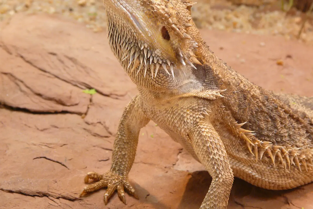 How to Humanely Euthanize a Bearded Dragon at Home