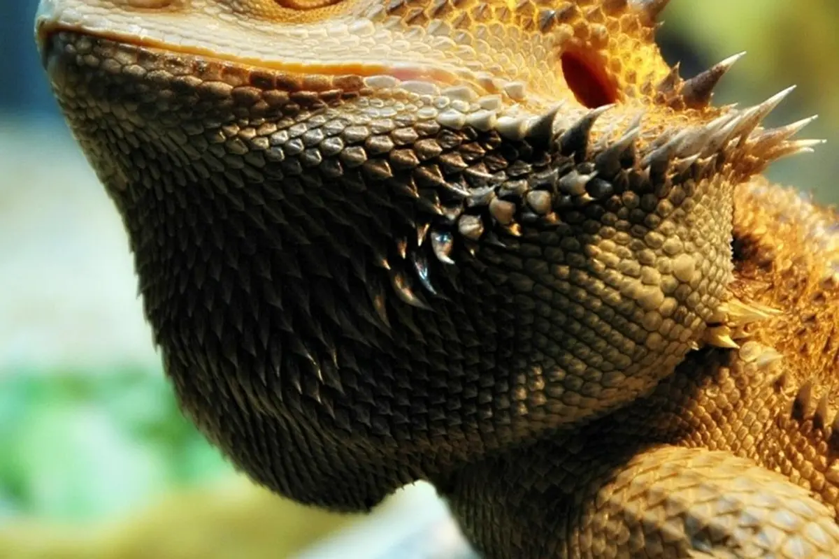 Close-up of a bearded dragon's textured scales and head, dry after a bath.