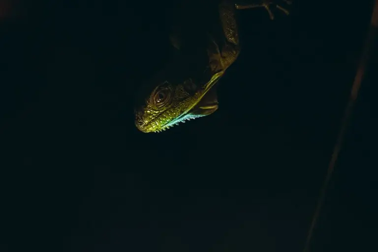 Close-up of a bearded dragon's head in a dark setting