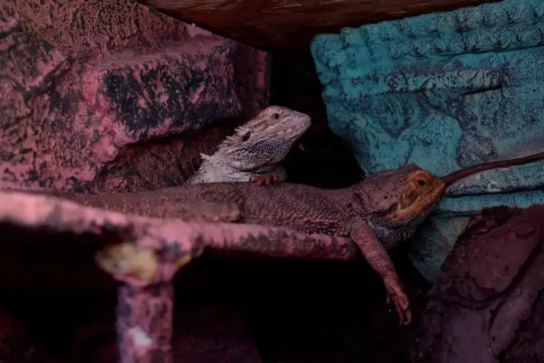 Two bearded dragons perched on rocky shelves inside a terrarium with colorful lighting