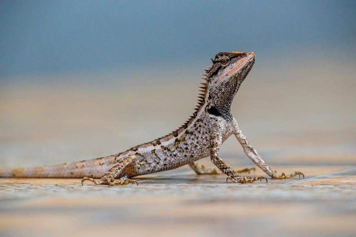 Bearded dragon on a sandy surface with its head raised, displaying alert and exploratory posture.