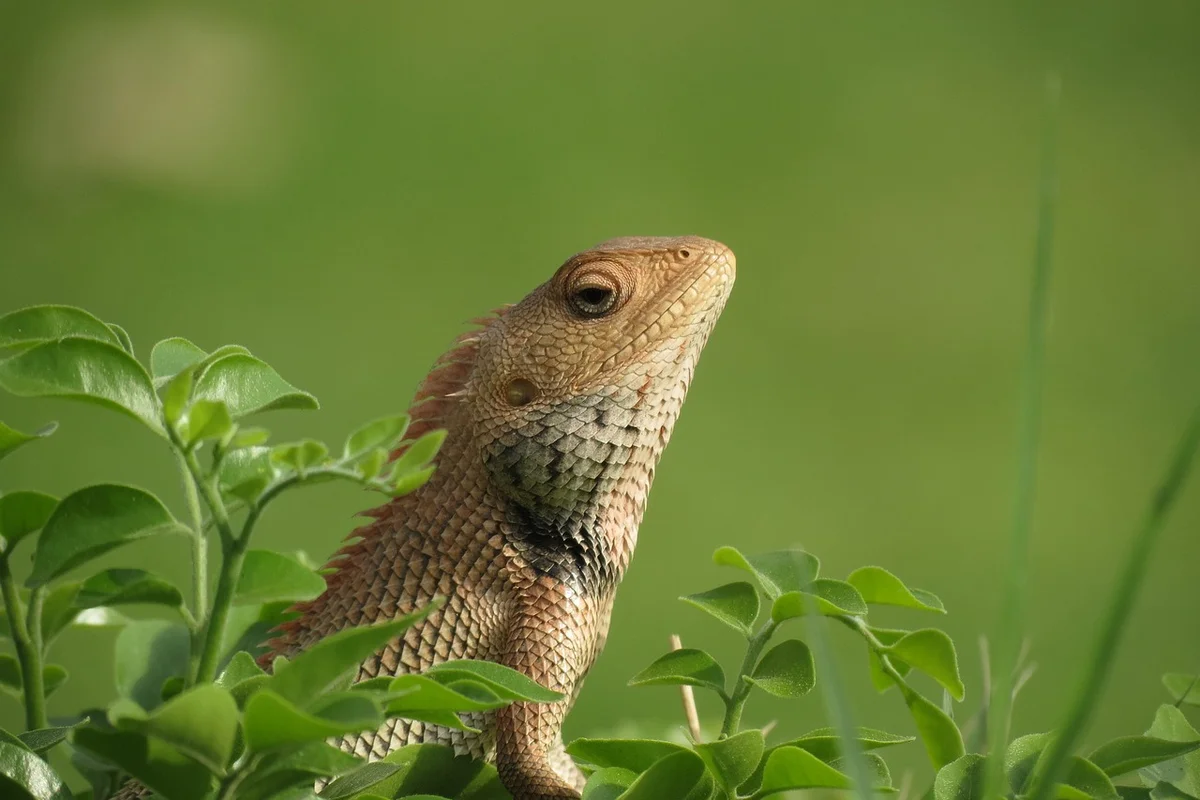 Bearded dragon perched among green foliage, looking upward with one eye visible.