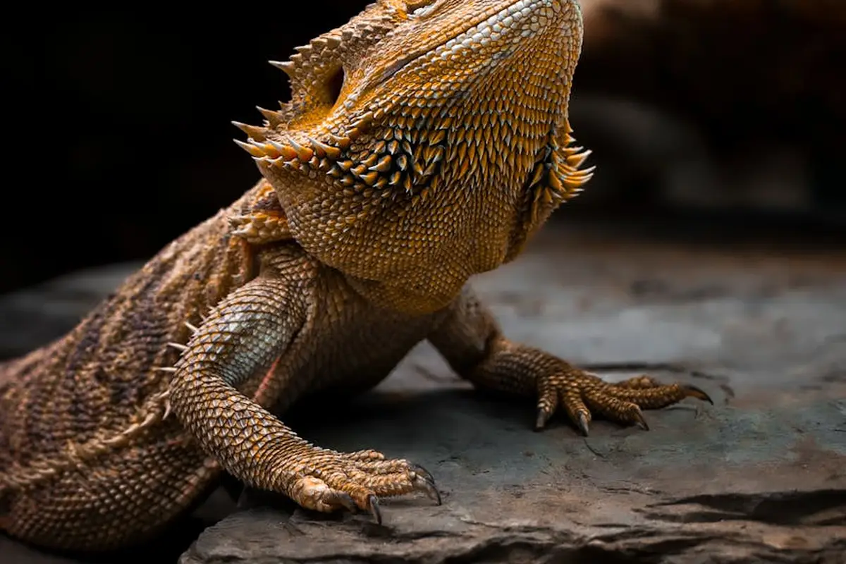 Close-up of a bearded dragon perched on a rock, with rough spiky scales along its head and body.