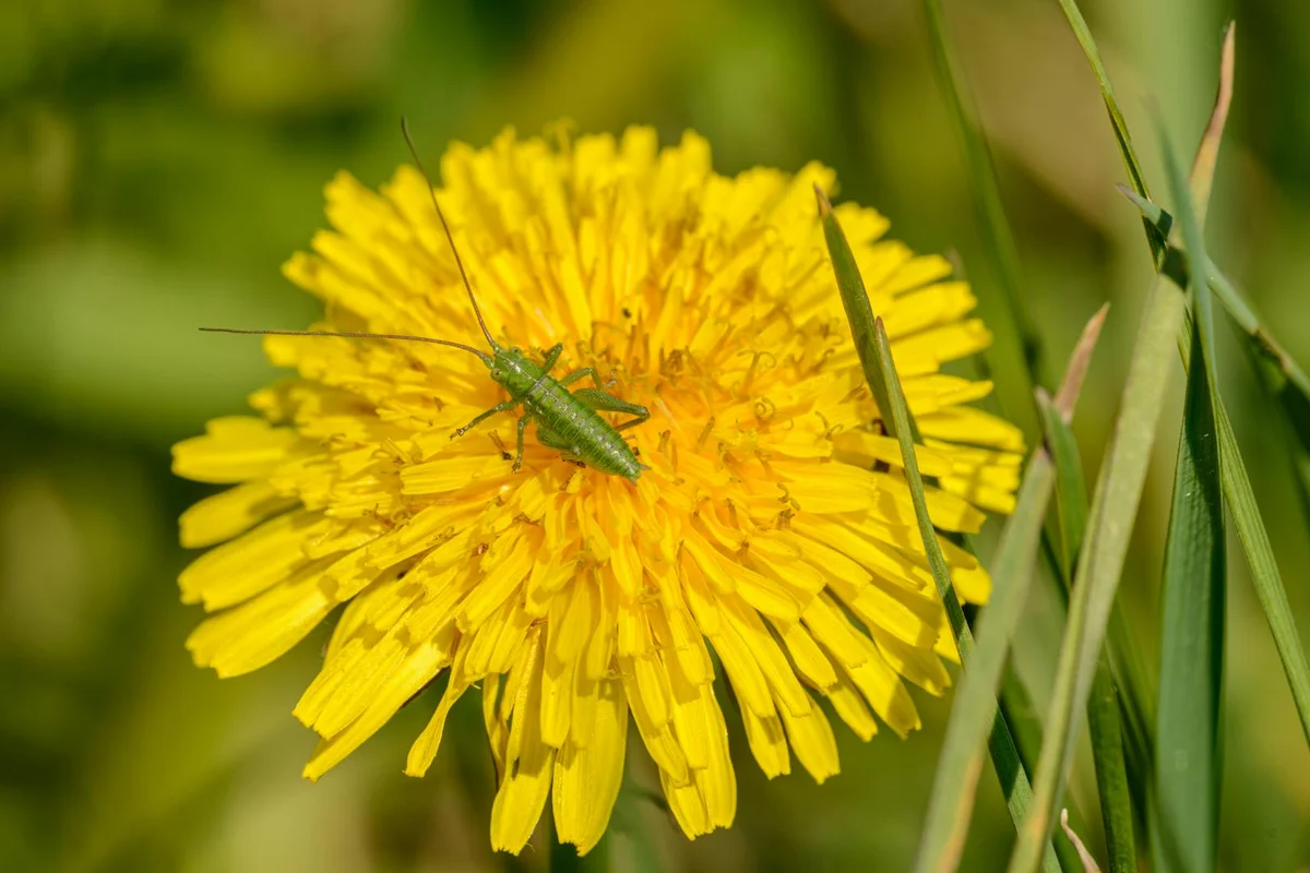 Small green insect perched on a bright yellow dandelion flower