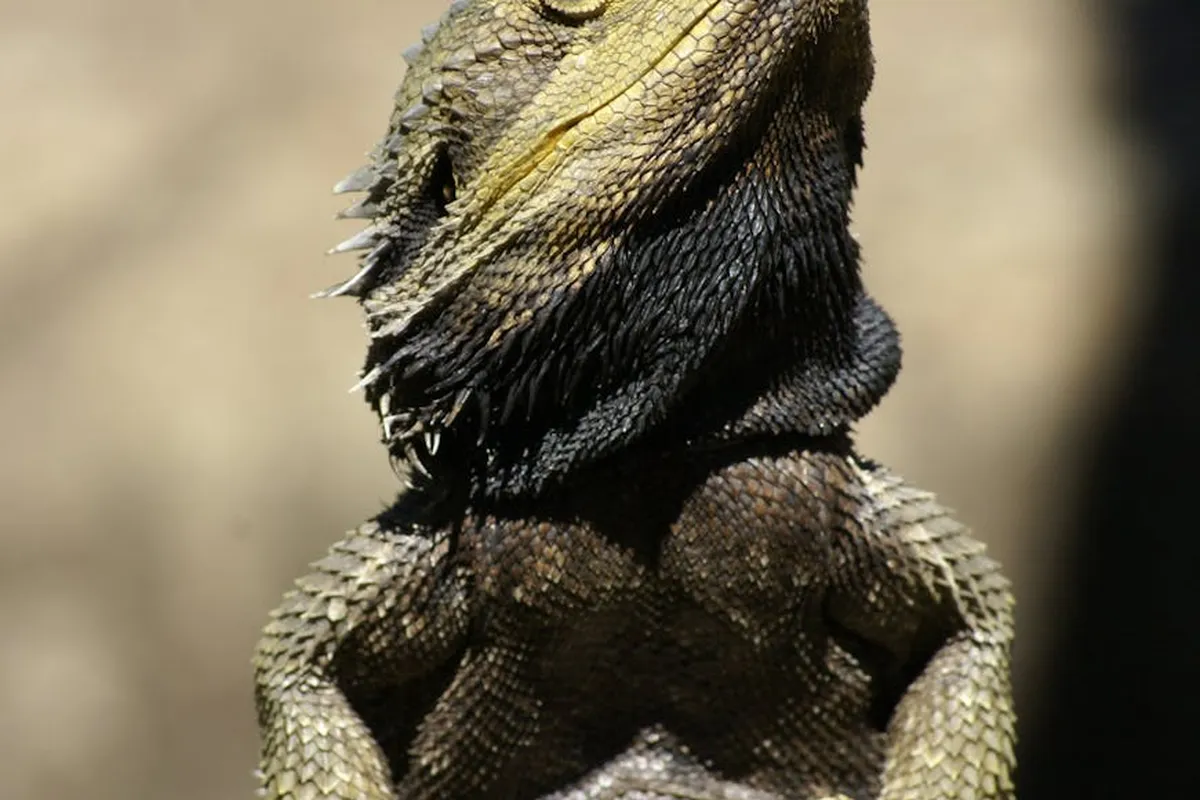 Close-up of a bearded dragon’s head and upper body, highlighting its textured scales and spines.