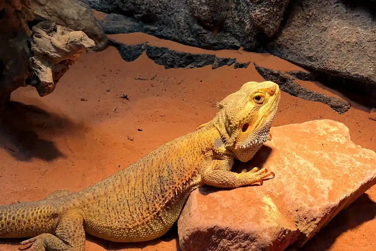 Bearded dragon resting on a rock in a desert-toned terrarium