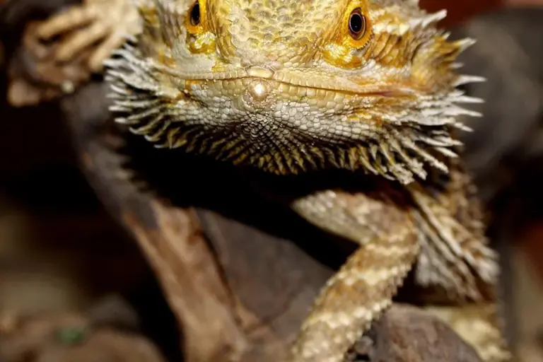 Close-up of a bearded dragon's face and front limb, showing textured scales and spiky beard.