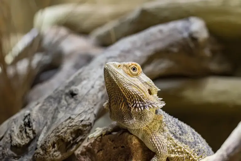 Close-up of a bearded dragon perched on a piece of driftwood, looking upward.
