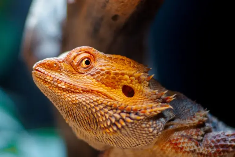 Close-up of an orange bearded dragon with textured scales and a calm expression.