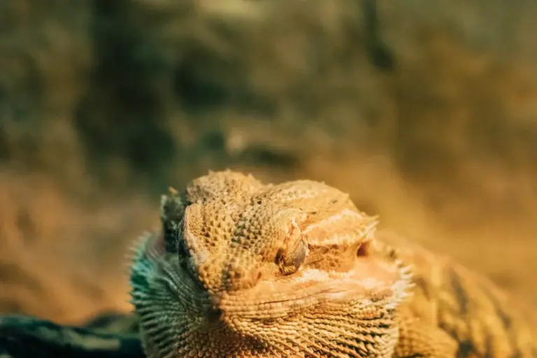Close-up of a bearded dragon basking in warm light with textured scales and a relaxed expression.