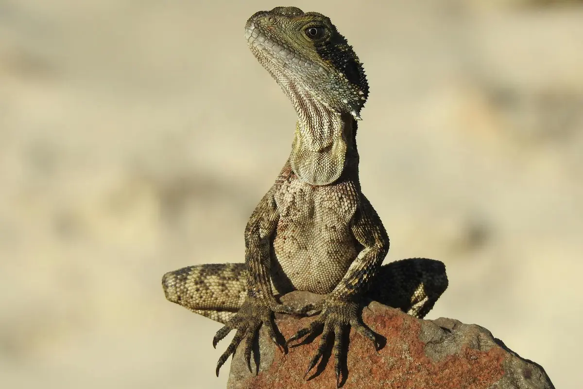 Bearded dragon perched on a rock, looking alert