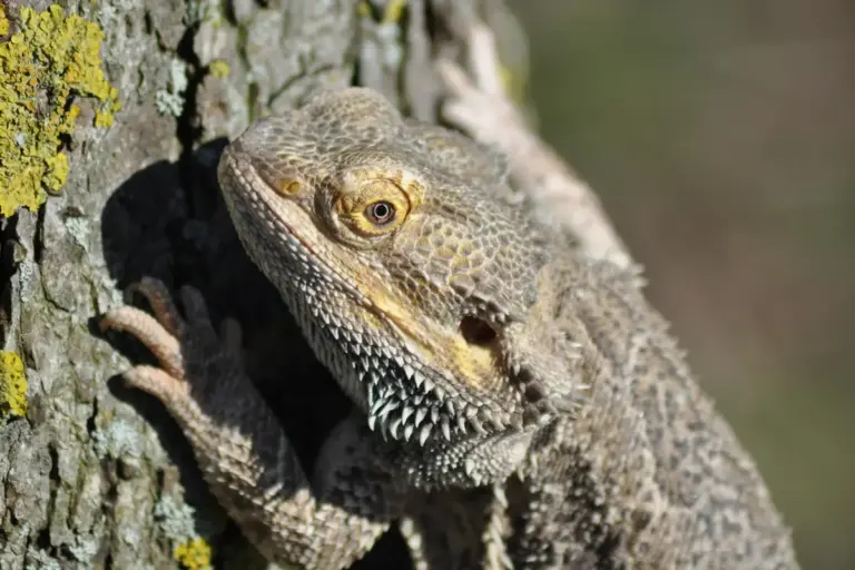 Close-up of a bearded dragon gripping a tree trunk with textured scales and a watchful eye