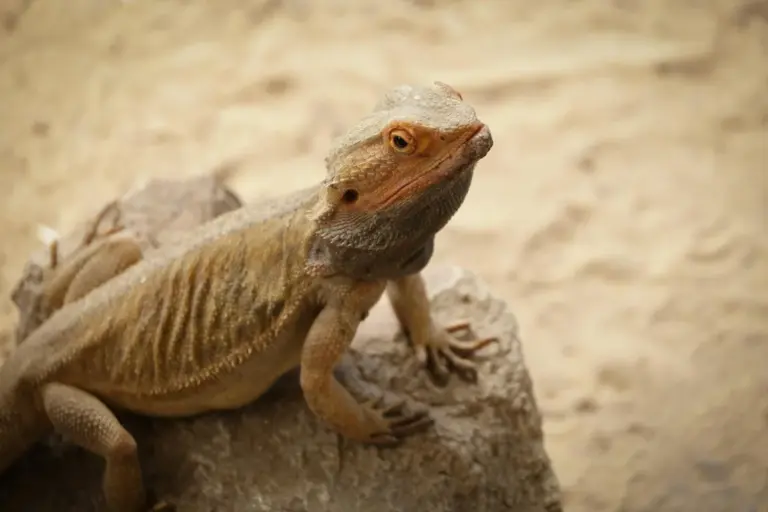 A bearded dragon perched on a rock in a dry, desert-like environment.