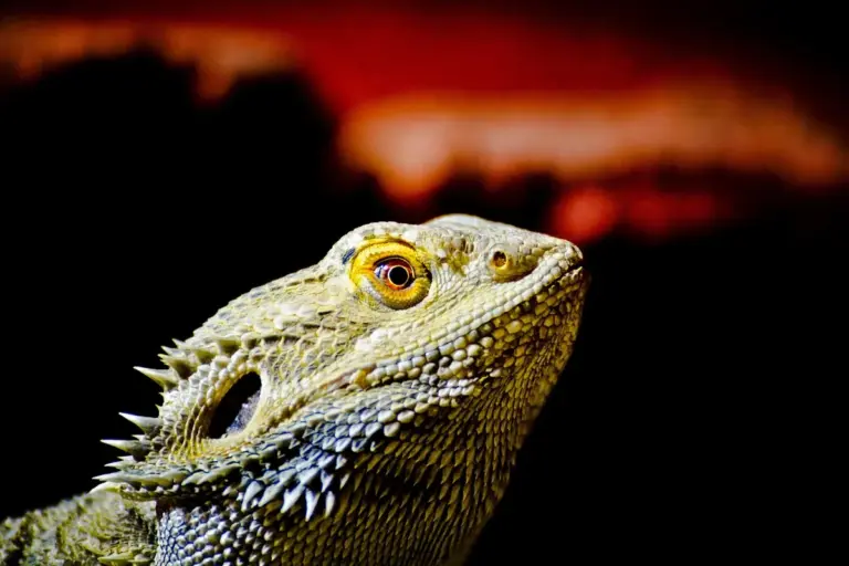 Close-up of a bearded dragon's head with textured scales and a bright orange-yellow eye, set against a dark, warm background.