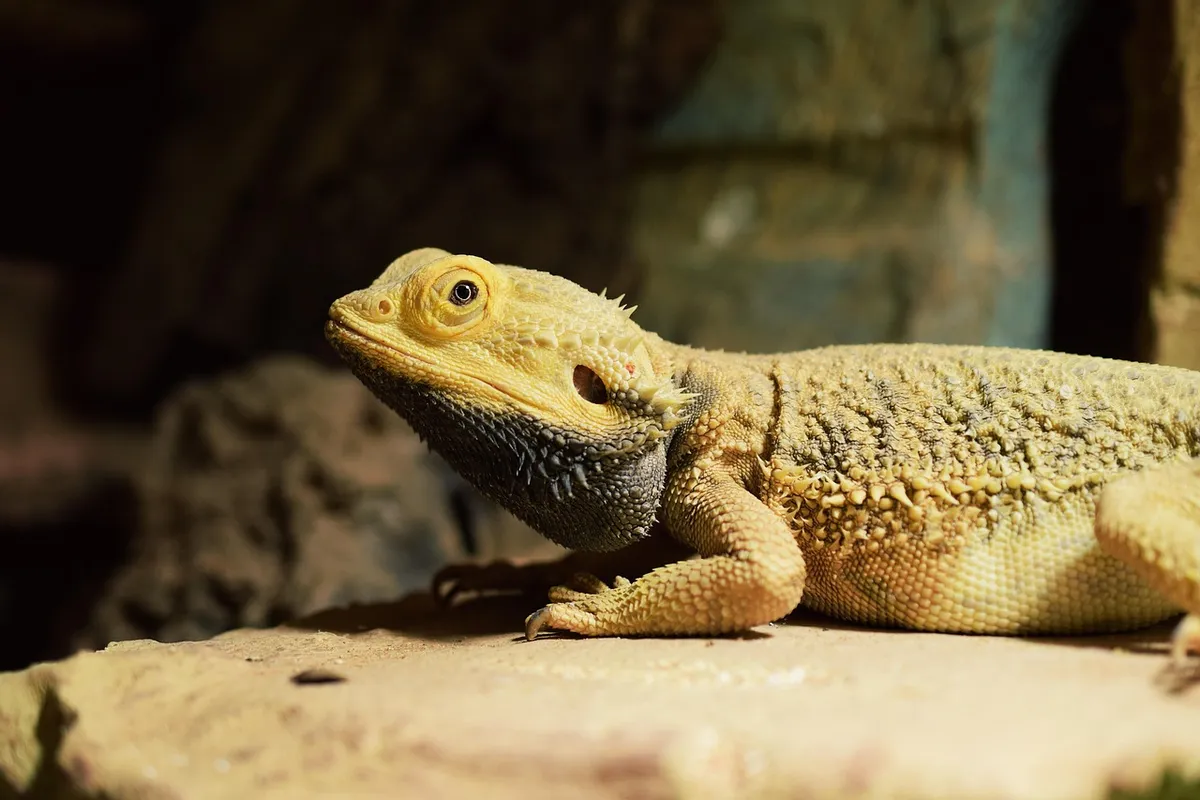 Close-up of a bearded dragon perched on a sunlit rock, showing textured scales and a keen, observant eye.