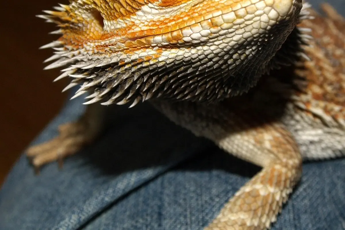 Close-up of a bearded dragon's textured scales and forelimb resting on denim.