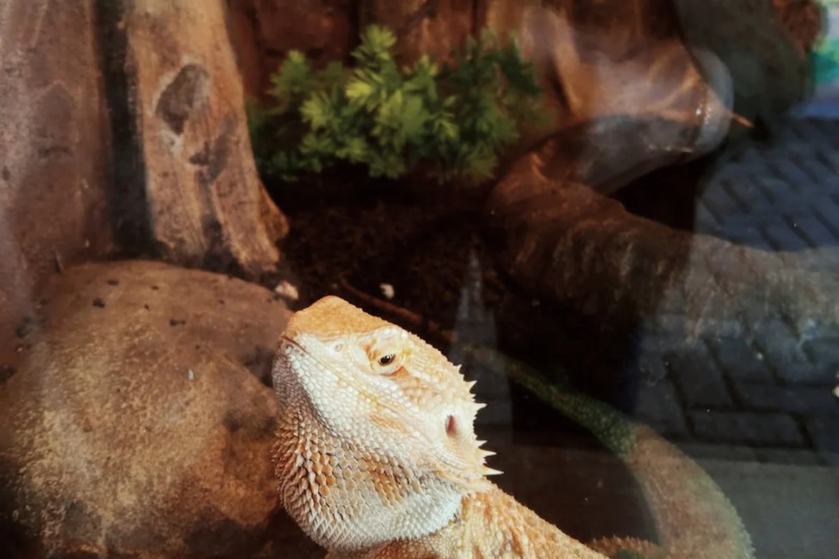 Bearded dragon perched on a rock inside a glass terrarium, with a plant and a tire visible in the background.