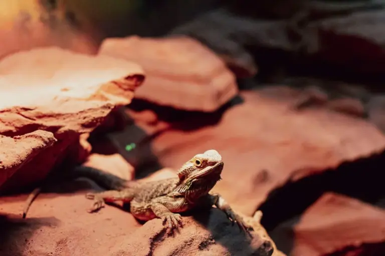 Bearded dragon perched on warm red rocks inside a terrarium
