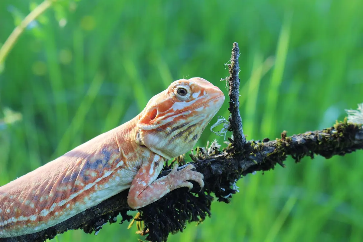Bearded dragon perched on a moss-covered branch with a vivid green background