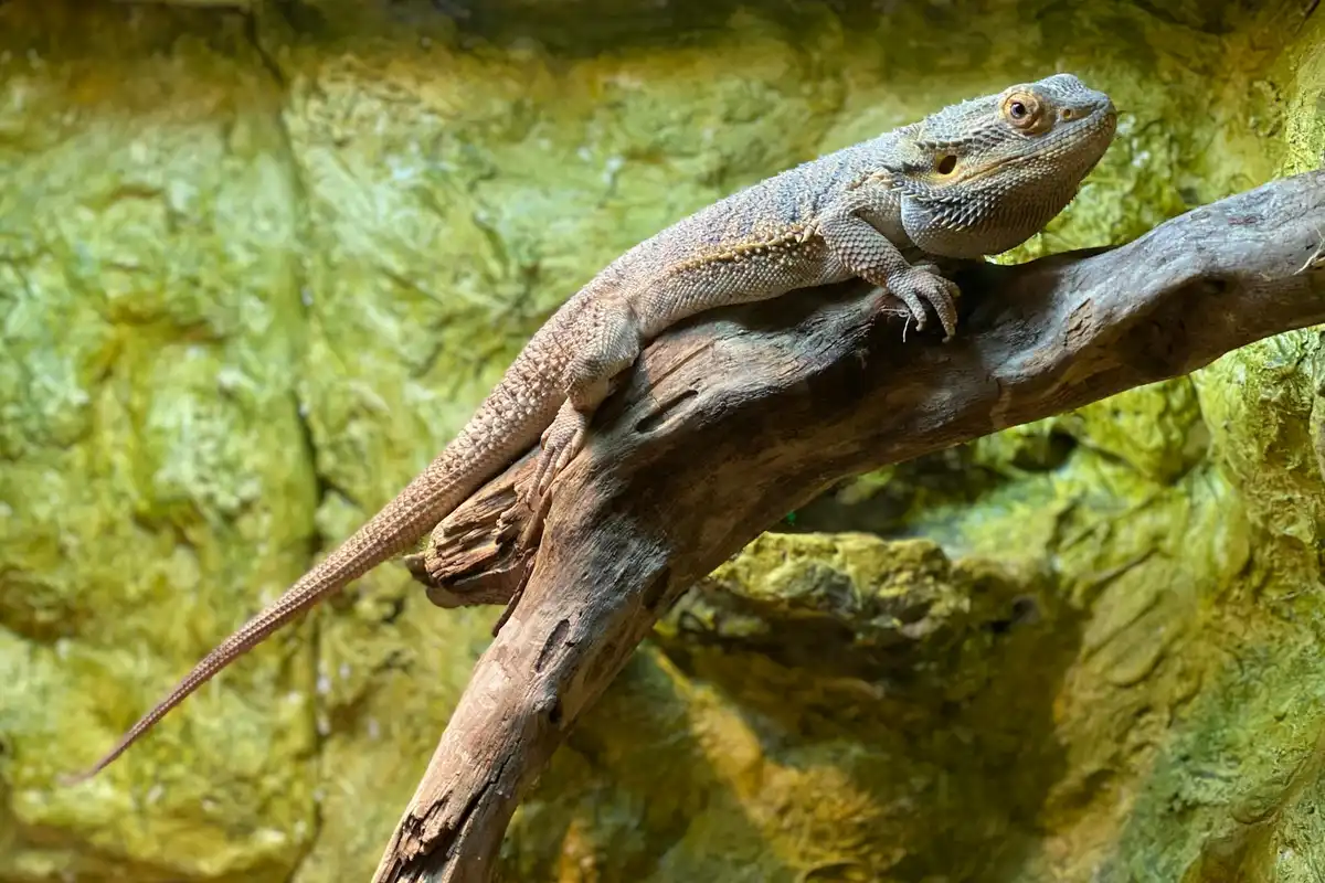 Bearded dragon perched on a branch inside a terrarium