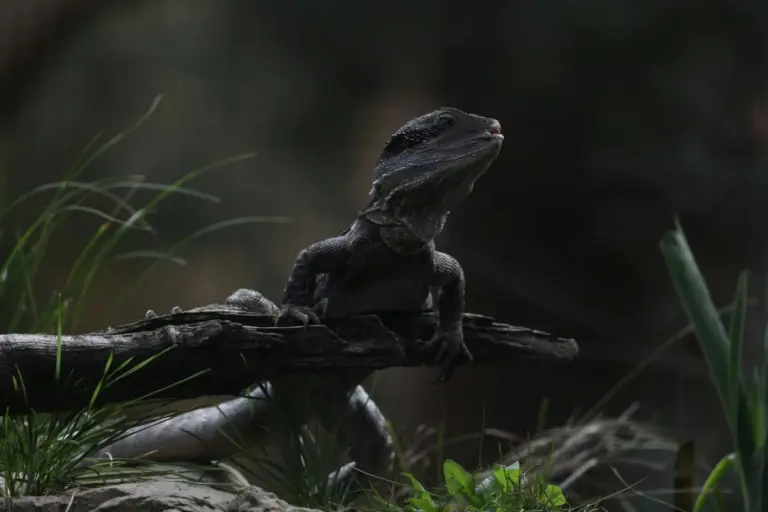 Bearded dragon perched on a branch inside a dim terrarium, head up and eyes alert.