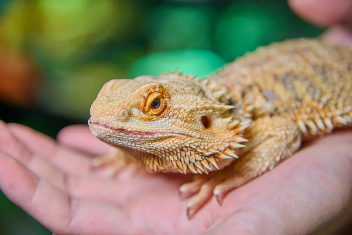 Close-up of a bearded dragon resting on a human hand.