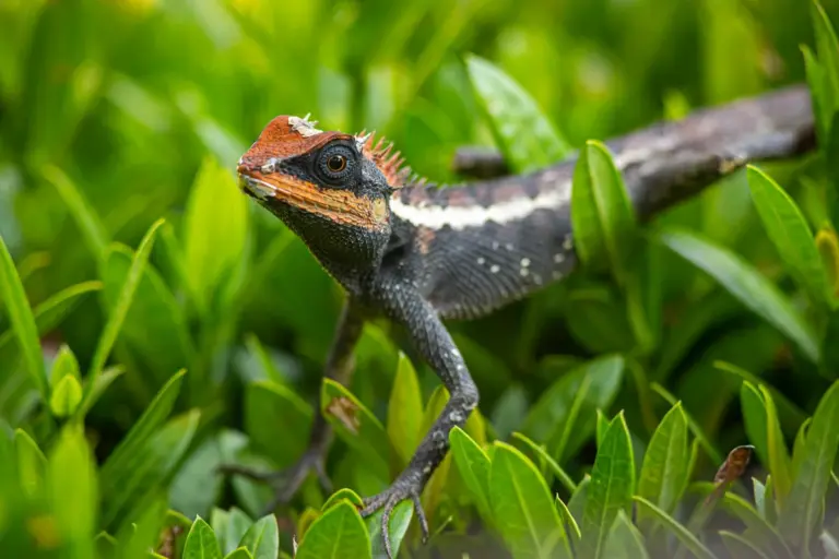 Bearded dragon perched among green leaves, showcasing textured scales and the distinctive beard.