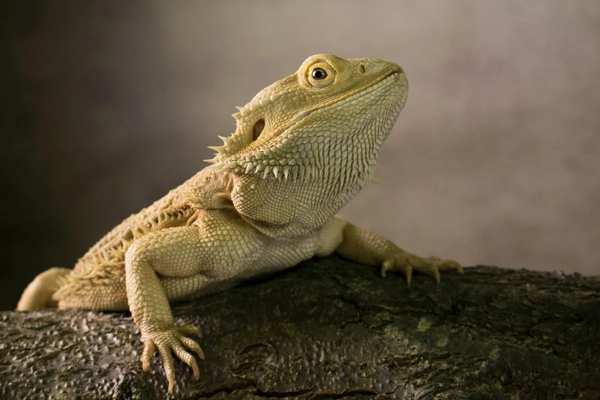 Bearded dragon perched on a textured log