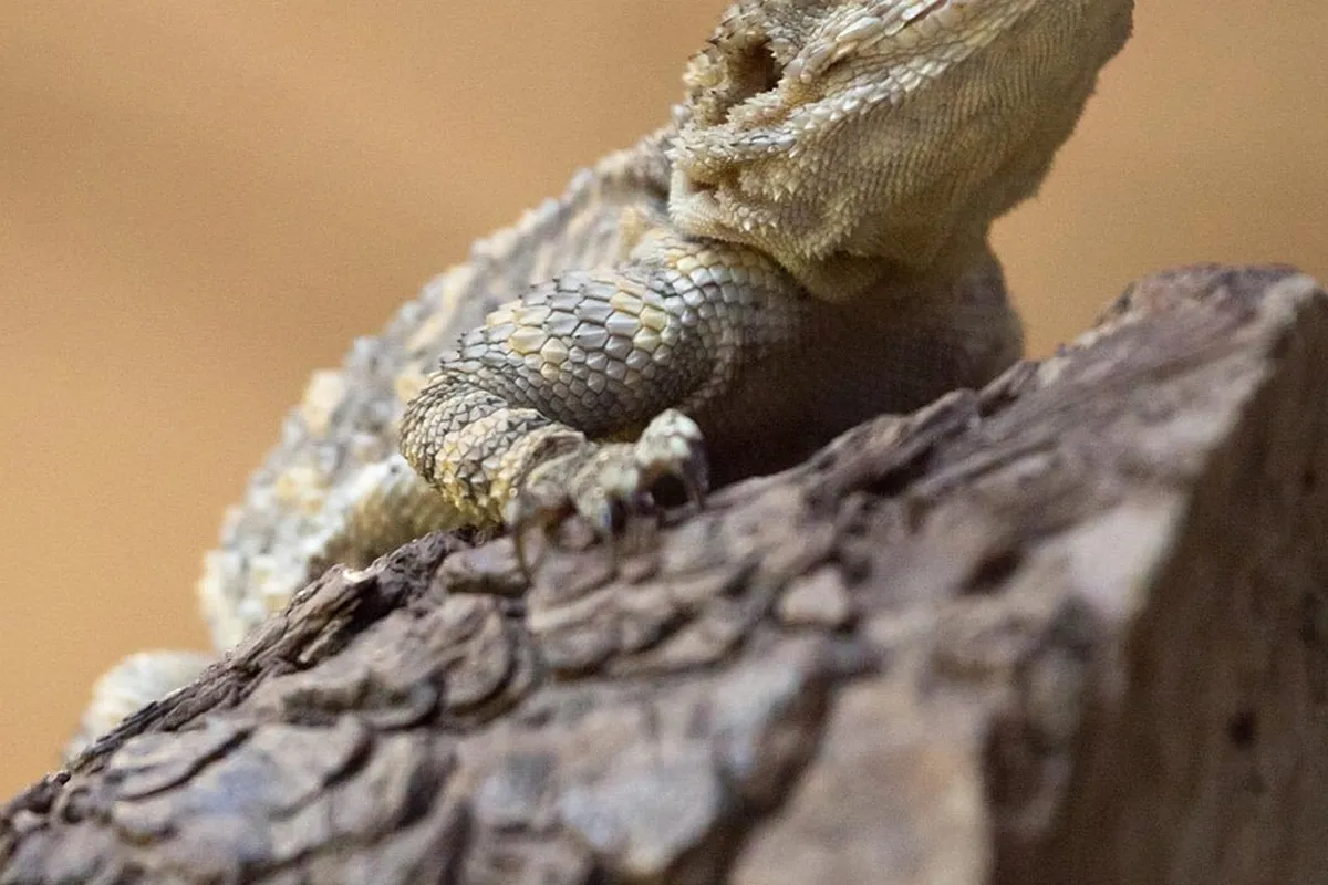 Close-up of a bearded dragon’s claw gripping a textured log, showing its scaly skin and rugged surface.